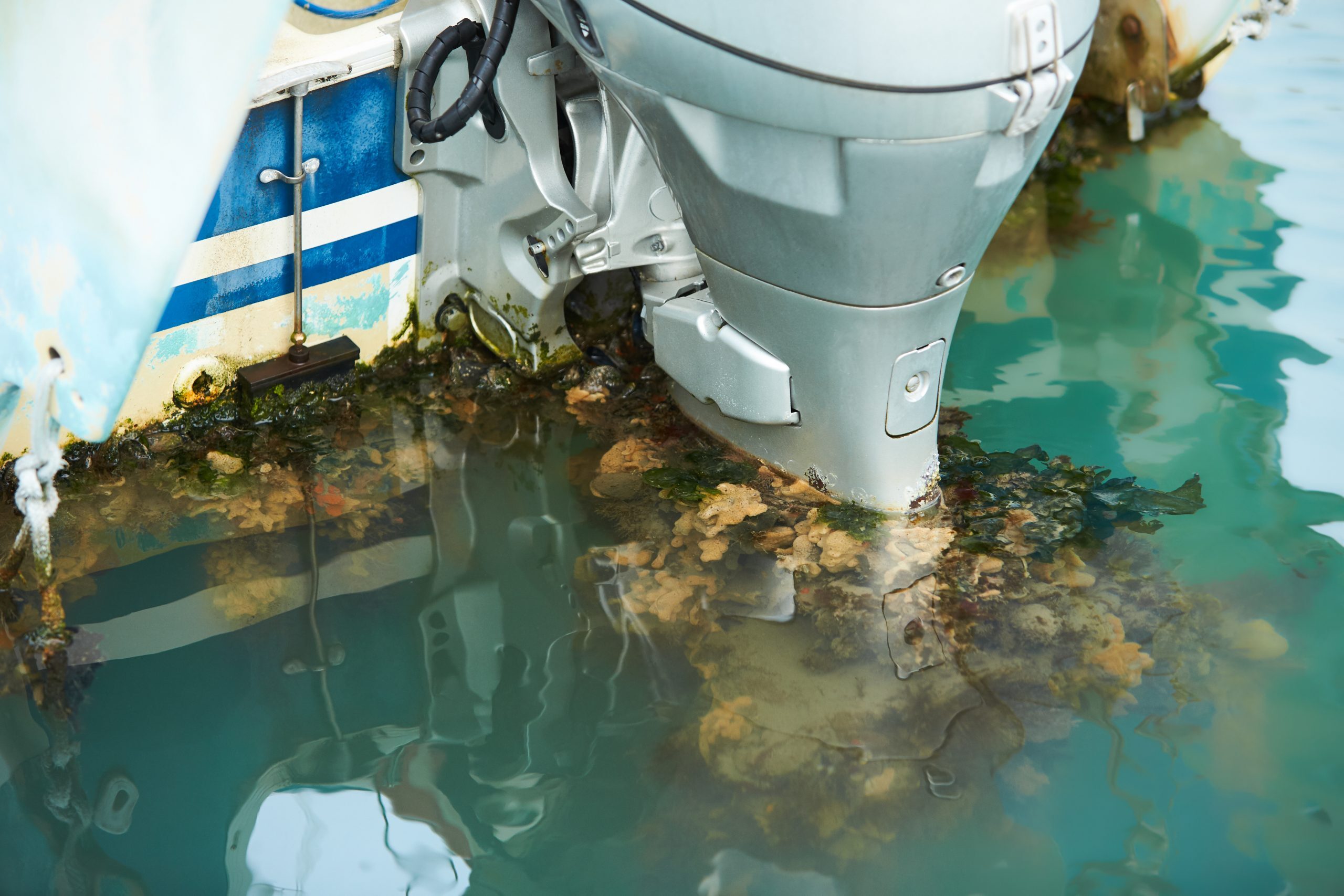Marine Growth
