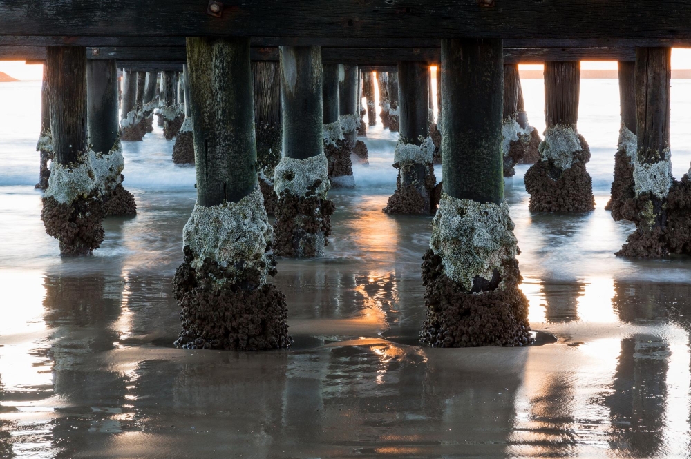 barnacle and algae removal